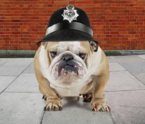 Helmets: Bulldog