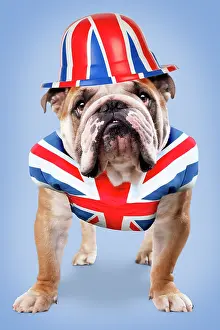 Patriotism: Bulldog