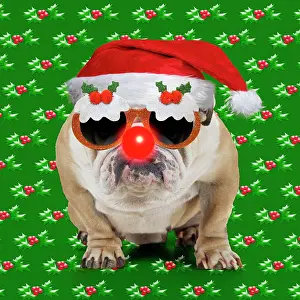 Pudding: Bulldog