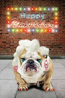 Wigs: Bulldog