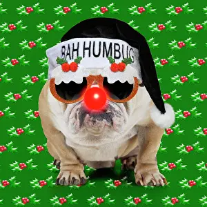 Weird: Bulldog