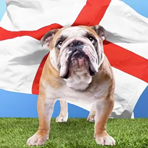 Patriotic: Bulldog anglais