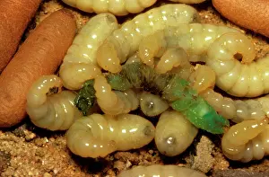 Myrmecia: Bulldog ant - larvae feeding on a caterpillar