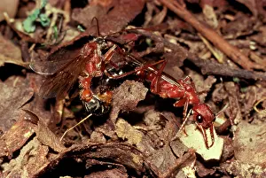 Myrmecia: Bulldog ant - Male and female fall to the ground