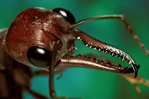 Myrmecia: Bulldog ant - mandibles, used with tenacity to
