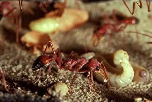 Myrmecia: Bulldog ant - offering trophic egg to larva. Trophe