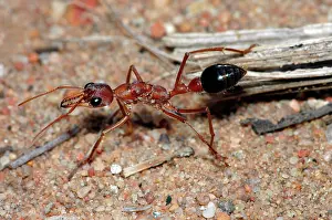 Sting: Bulldog Ant - Probably a queen, hunting on ground