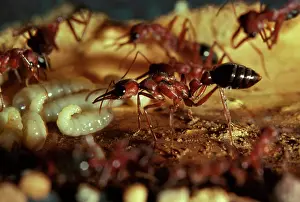 Myrmecia: Bulldog ant - queen showing wing muscles, in artificial