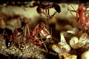 Myrmecia: Bulldog ant - worker laying a trophic egg, produced