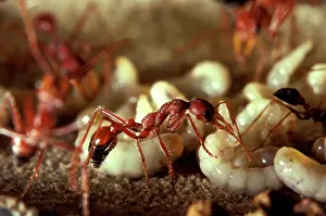 Myrmecia: Bulldog ant - worker in observation nest