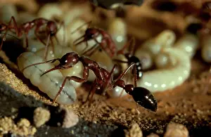 Myrmecia: Bulldog ant - workers attending brood in observation nest