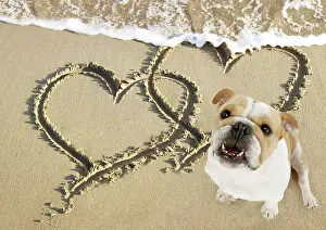 Draw: Bulldog on beach with heart draw in the sand