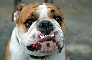 Berlin: Bulldog, Berlin, Germany, Europe