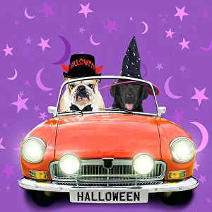 220522: Bulldog and black labrador puppy driving orange sports car i
