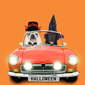 220522: Bulldog and black labrador puppy driving orange sports car i