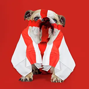 Patriotism: Bulldog - face painted with St George cross and flag dra
