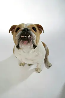Utlity: Bulldog - female sitting down