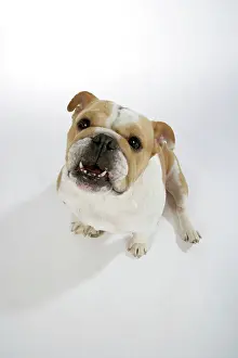 Utlity: Bulldog - female sitting down, looking up