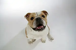 Utlity: Bulldog - female sitting down looking up