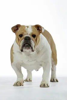 Utlity: Bulldog - female standing up
