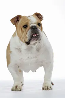 Utlity: Bulldog - female standing up