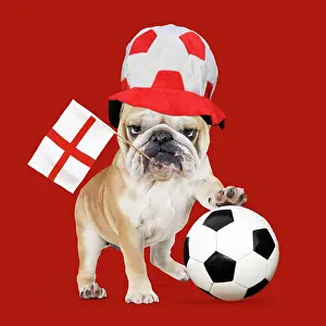 Patriotism: Bulldog - with football & England flag
