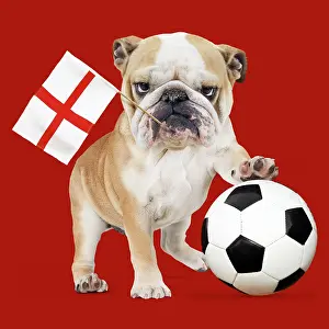 Teams: Bulldog with football & England flag Digital Manipulation