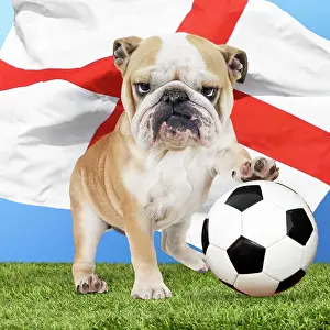 Teams: Bulldog with football & England flag Digital Manipulation