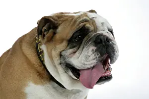 Utlity: Bulldog - male panting