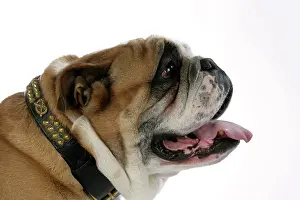 Utlity: Bulldog - male panting