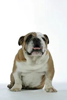 Utlity: Bulldog - male sitting down