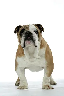 Utlity: Bulldog - male standing up