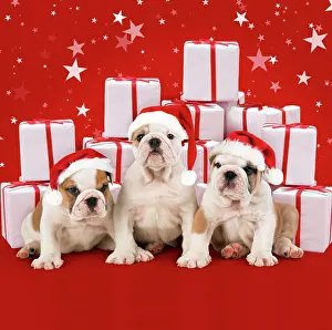 Glamour: Bulldog Puppies