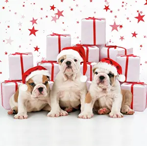 Glamour: Bulldog Puppies