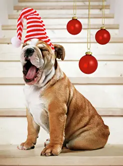 Baubles: Bulldog - Puppy
