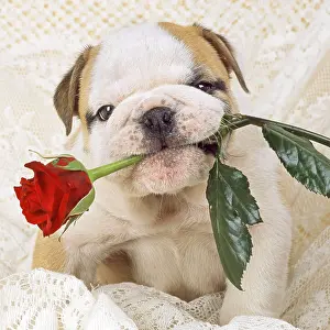 110418: Bulldog - puppy with rose Digital manipulation
