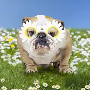 140319: Bulldog in spring daisies wearing daisy glasses