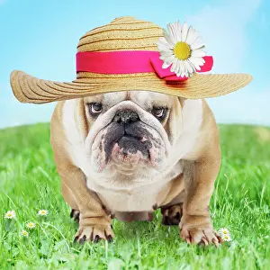 Miserable: Bulldog in spring wearing an Easter bonnet