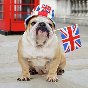 Patriotism: Bulldog - with Union Jack hat and flag - sitting in front of