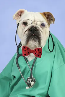 Doctor: Bulldog in vets scrubs wearing glasses & stethoscope