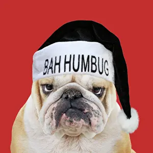 290621: Bulldog, wearing black Bah Humbug Christmas hat