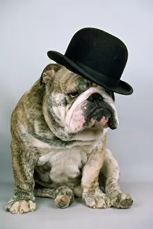 Bowler: Bulldog - wearing bowler hat