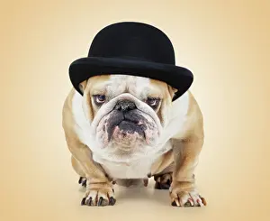 Miserable: Bulldog wearing bowler hat