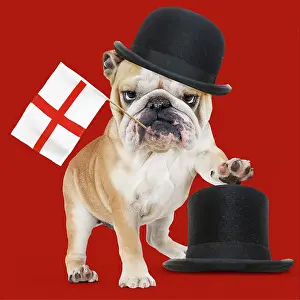 Bowler: Bulldog - wearing bowler hat holding England