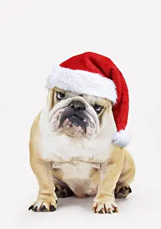 051119: Bulldog, wearing Christmas hat