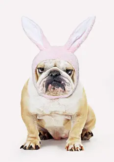 9438: Bulldog, wearing Easter bunny hat