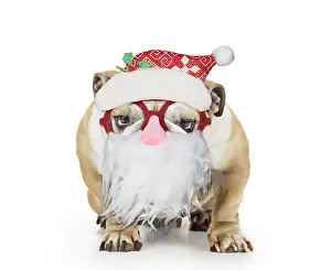 Beards: Bulldog wearing Father Christmas glasses