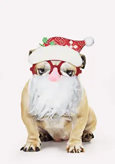 Beards: Bulldog, wearing Father Christmas glasses