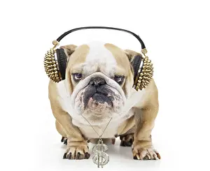 Dollar: Bulldog wearing gold headphones and necklace with