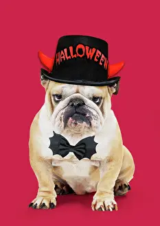 Ties: Bulldog, wearing Halloween hat and bow tie